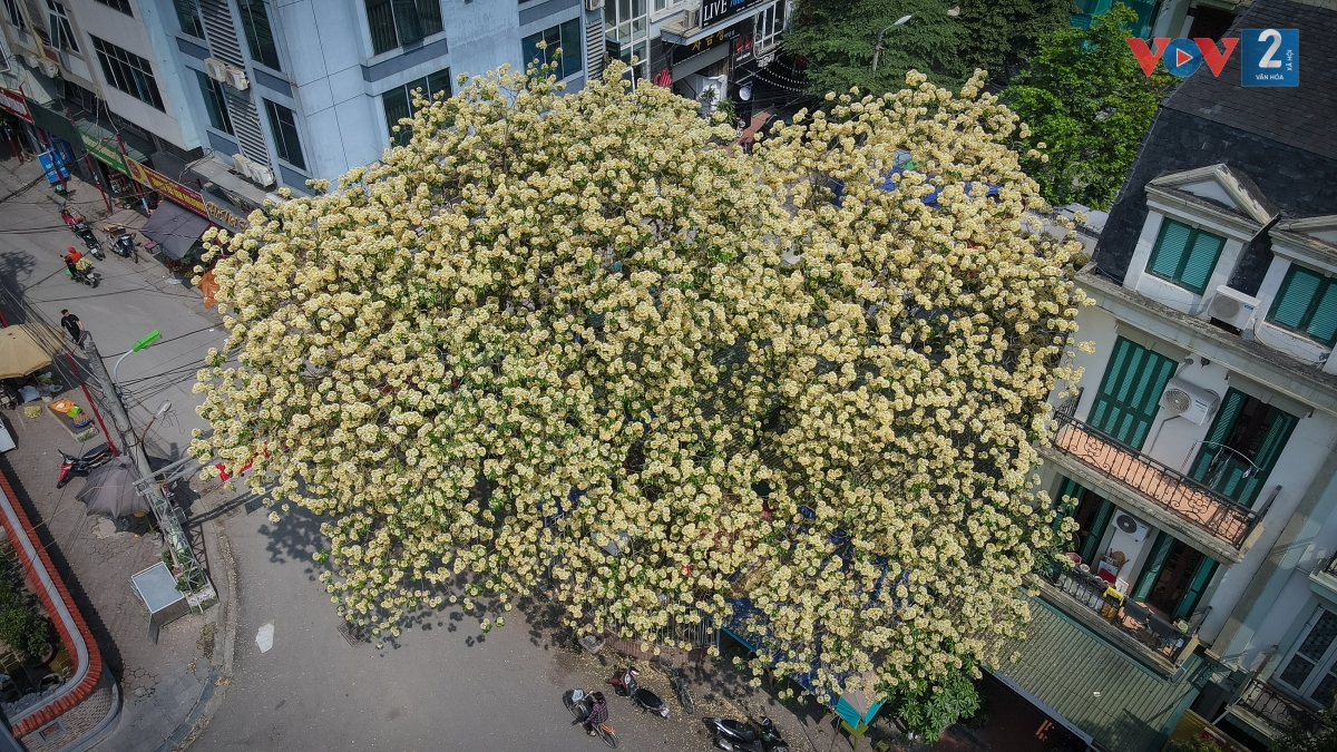 Ở miền Trung như Quảng Nam, Ninh Thuận, Thừa Thiên - Huế…, cây hoa bún rất quen thuộc với người dân, nhưng tại Hà Nội rất ít người biết, bởi tìm mỏi mắt cũng chỉ có duy nhất một cây.