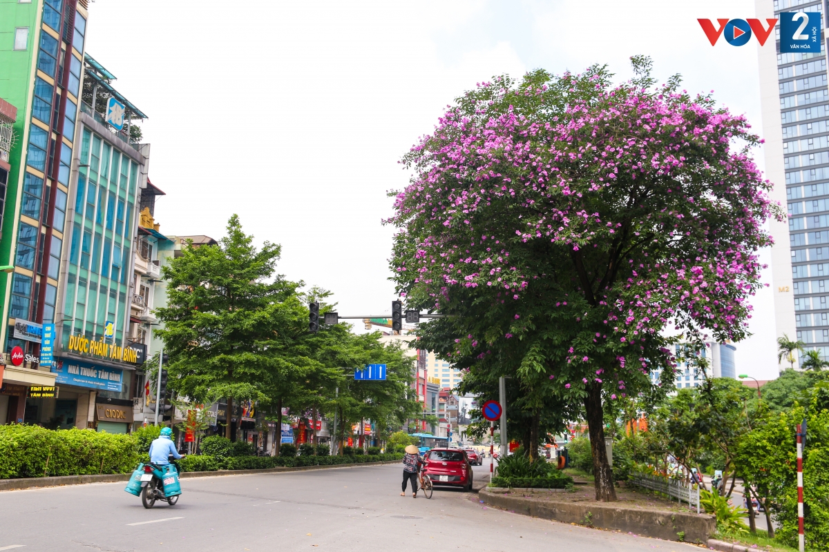 Trên con phố Kim Mã, bằng lăng đang vào mùa nở rộ.