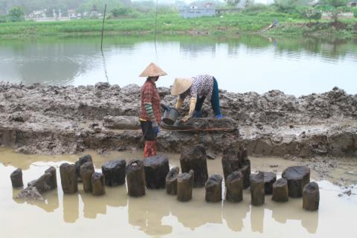 Dấu tích hàng cọc gia cố móng kiến trúc được các nhà khảo cổ học tìm thấy tại kinh đô Hoa Lư. Ảnh: Viện Khảo cổ học
