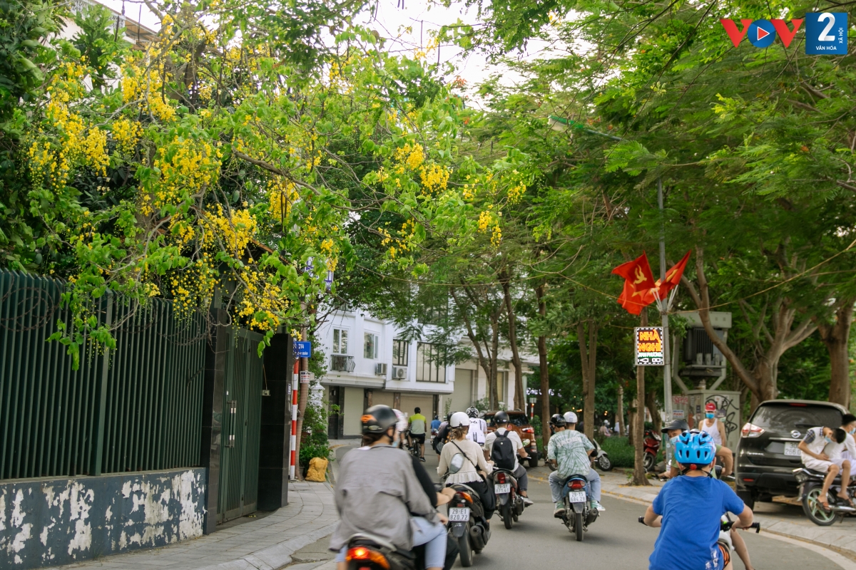 Hiếm loài cây đô thị nào lại cho sắc vàng tươi tắn như vậy, dù chỉ một cây đơn lẻ cũng làm bừng sáng cả một góc phố ngày hè.