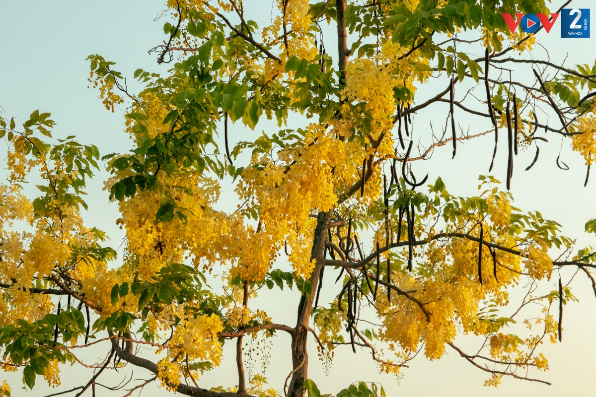 Cây muồng còn có tên Osaka hay Osaka hoa vàng, phát triển tốt ở nơi có nhiều nắng và thoát nước tốt. Cây không thích hợp với điều kiện khí hậu khô cằn hay giá lạnh mặc dù chịu được hạn và mặn.