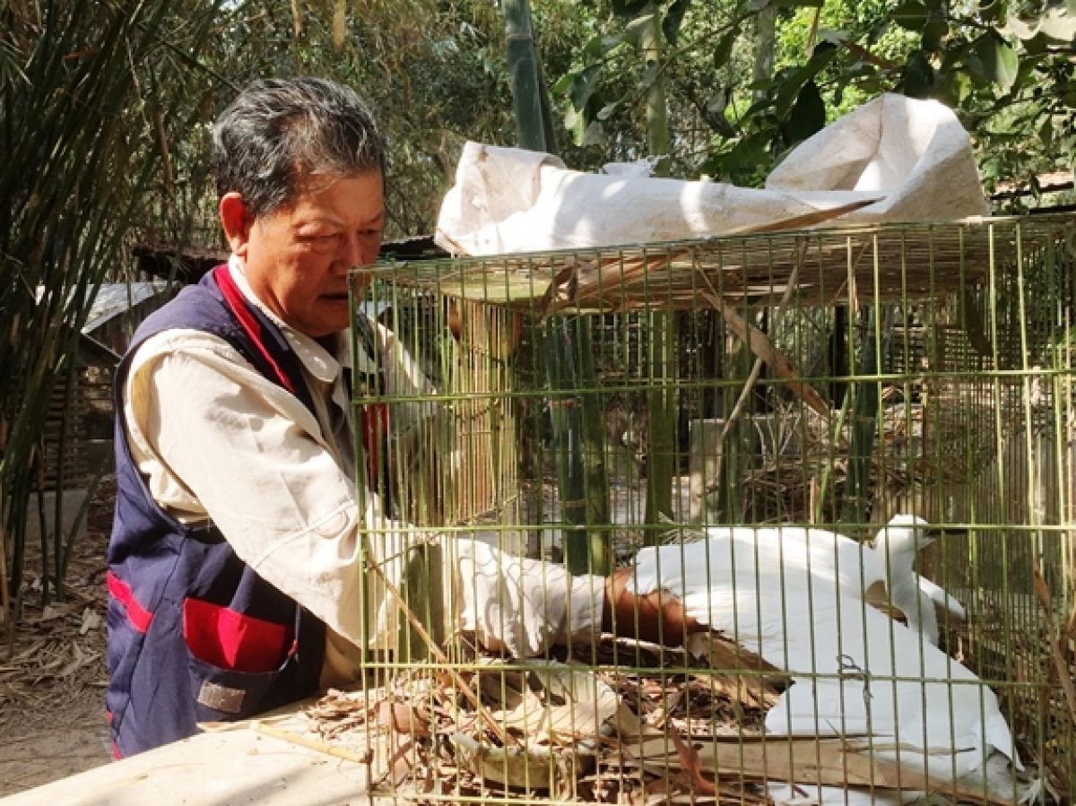 Cựu chiến binh Lê Thanh Nghĩa chăm sóc, nuôi dưỡng chim trời
do súng săn bắn bị thương để thả về với tự nhiên