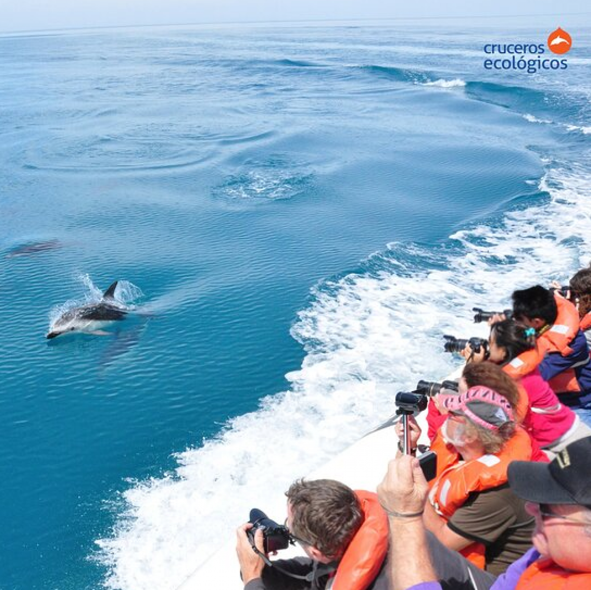 Ở Puerto Mandryn, du khách có thể ngắm những chú cá heo từ thuyền ở khoảng cách chỉ vài mét