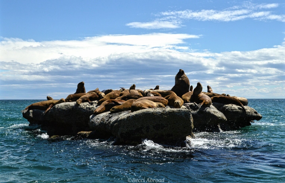 Từng đàn hải cẩu nằm phơi nắng ở bán đảo Valdes