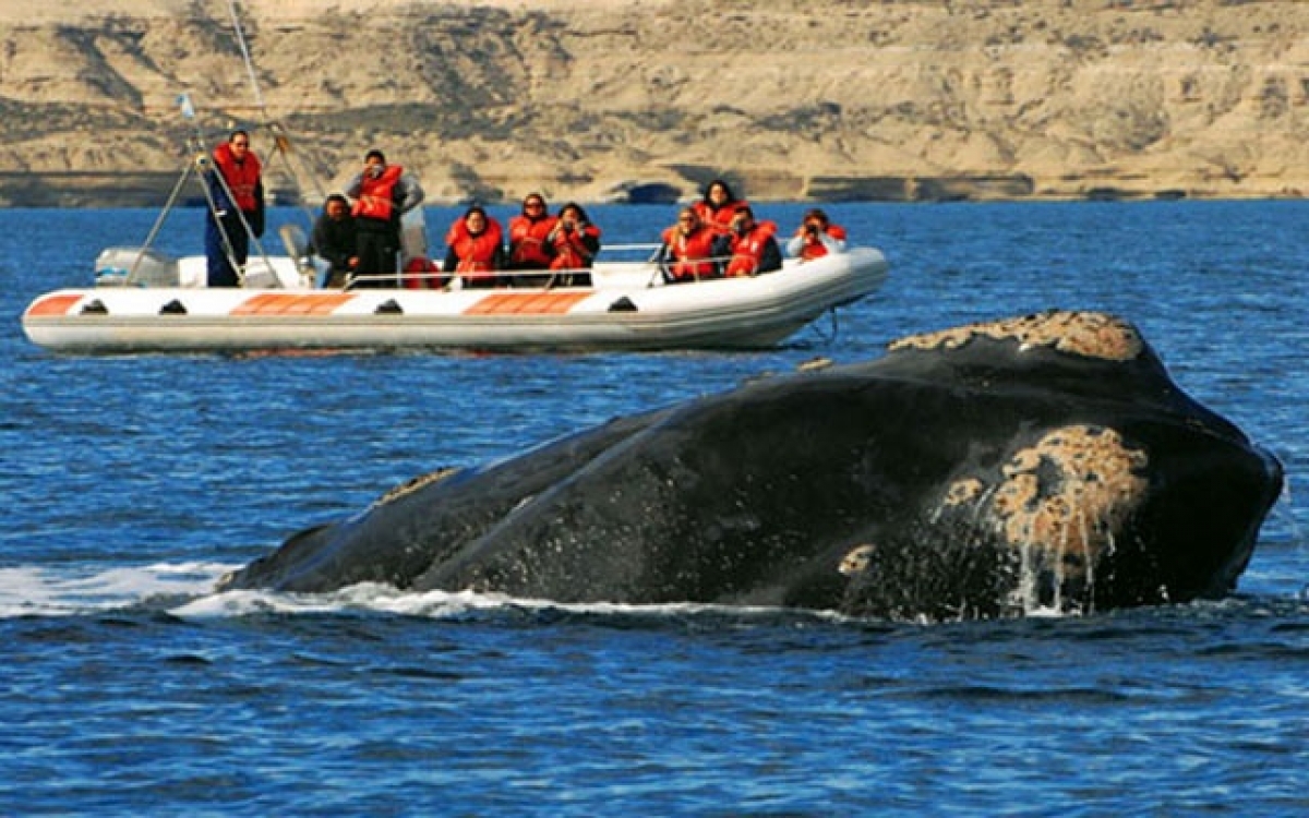 Du lịch ngắm cá voi ở bán đảo Valdes, tỉnh Chubut, Argentina.