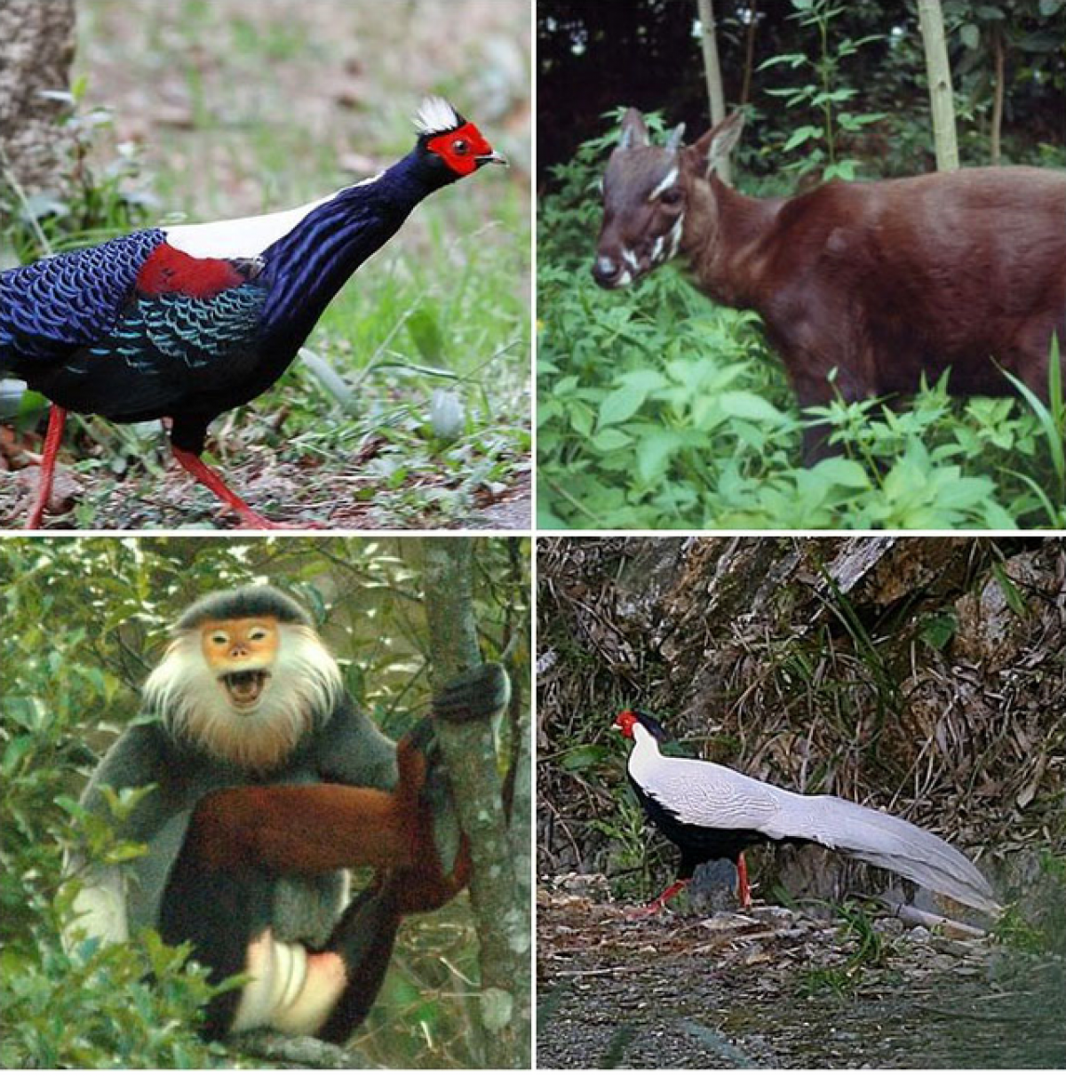 Các loài vật quý tại Vườn quốc gia Bạch Mã