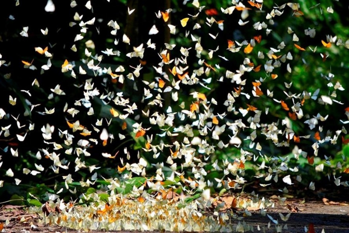 Vũ điệu của hàng triệu triệu cánh bướm nơi Cúc Phương đại ngàn (Ảnh: Internet)