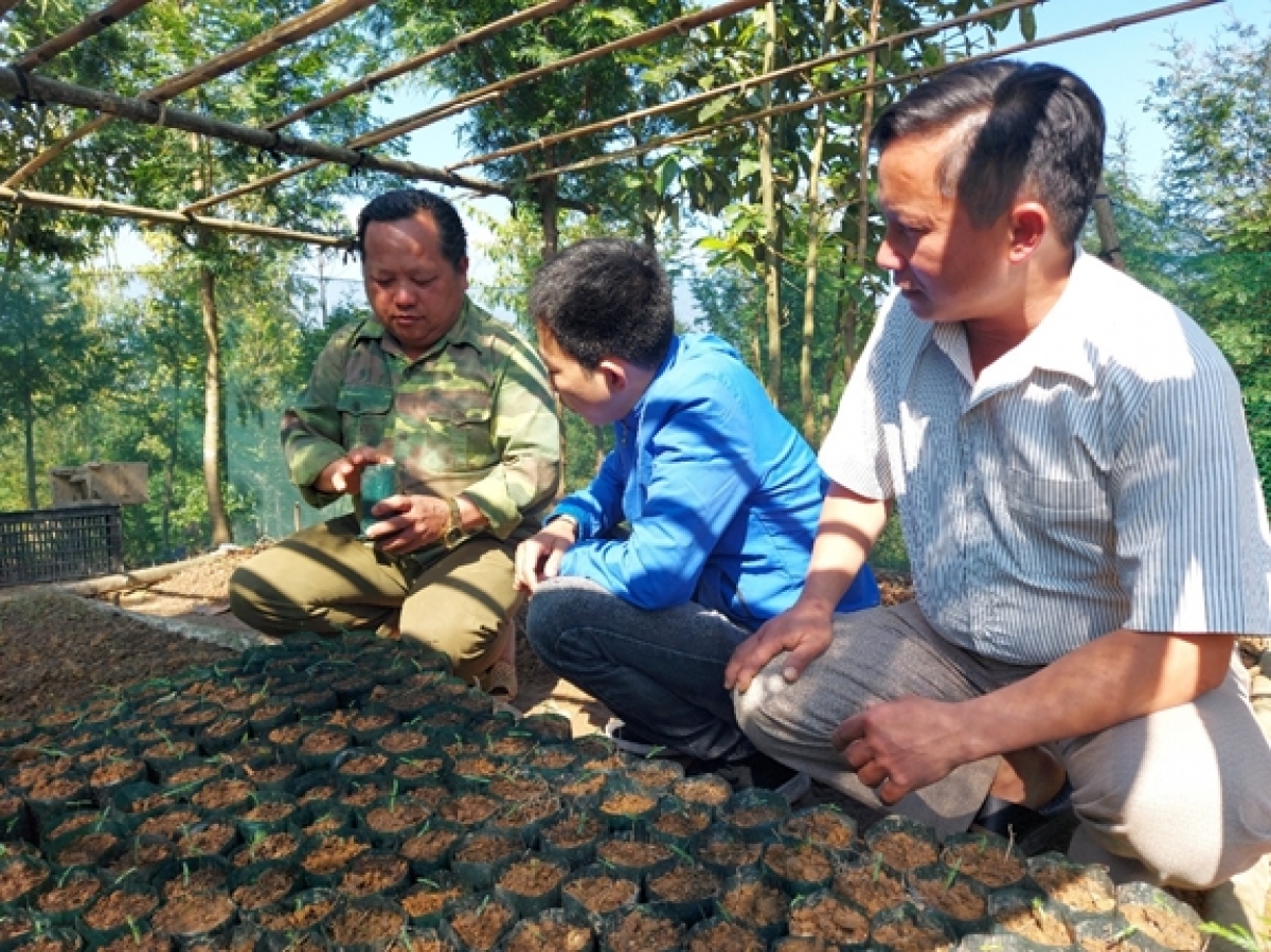 Cựu chiến binh Vừ Chả Chống (ngoài cùng bên trái) chia sẻ kinh nghiệm ươm và trồng cây cây sa mu, pơ mu cho người dân địa phương.