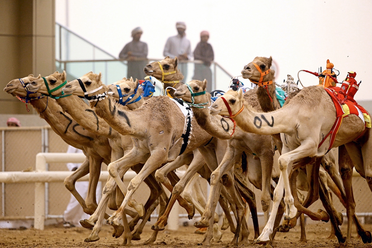 Các cuộc đua lạc đà có các kèo cá cược lên tới hàng triệu USD ở Qatar