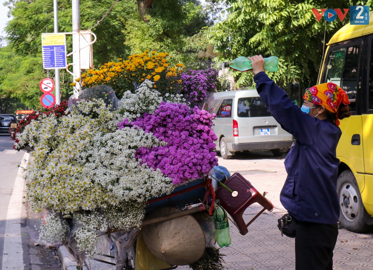 Chia sẻ với phóng viên, chị Bình (một tiểu thương) cho biết, cúc hoạ mi được trồng ở các vườn hoa lớn của Hà Nội như vùng Tây Tựu, Nhật Tân.