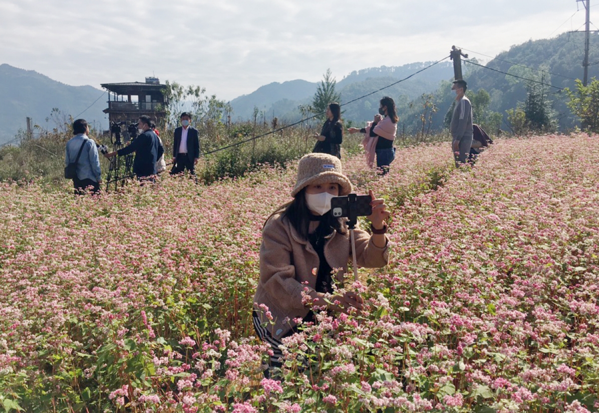 Hướng dẫn viên thực hiện livestreame tại cánh đồng hoa Tam giác mạch của thị trấn Đồng Văn, Hà Giang. (Ảnh: Internet)