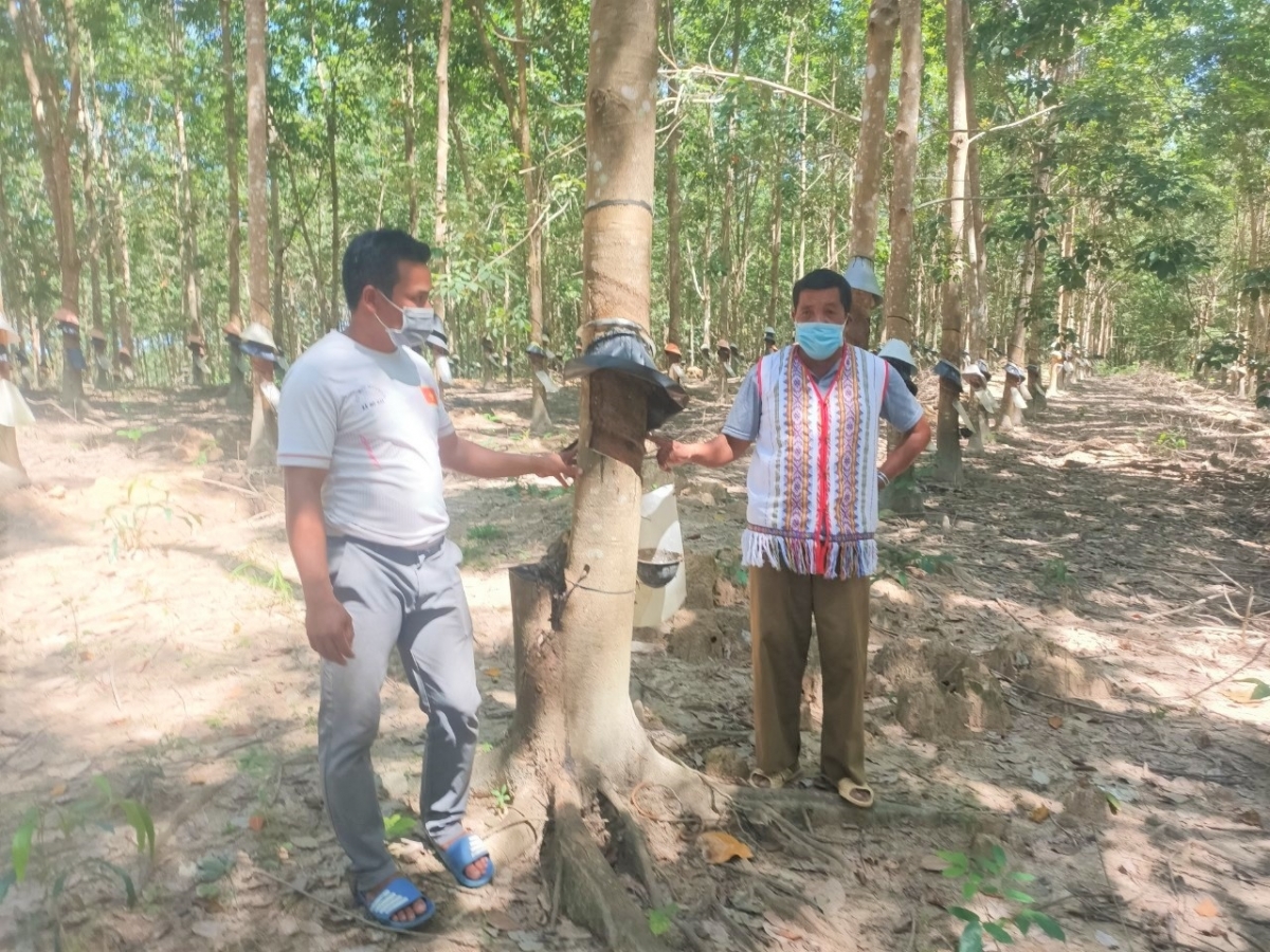 Hơn 3ha cao su của gia đình già A Blong đang thời kỳ khai thác mủ
