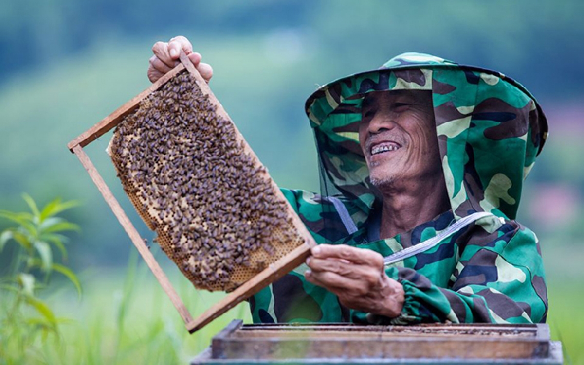 Ông Nguyễn Thượng Hiền, một người cao tuổi tham gia phát triển kinh tế gia đình qua việc nuôi ong ở huyện Sơn Động, Bắc Giang (Ảnh: UNFPA Việt Nam)