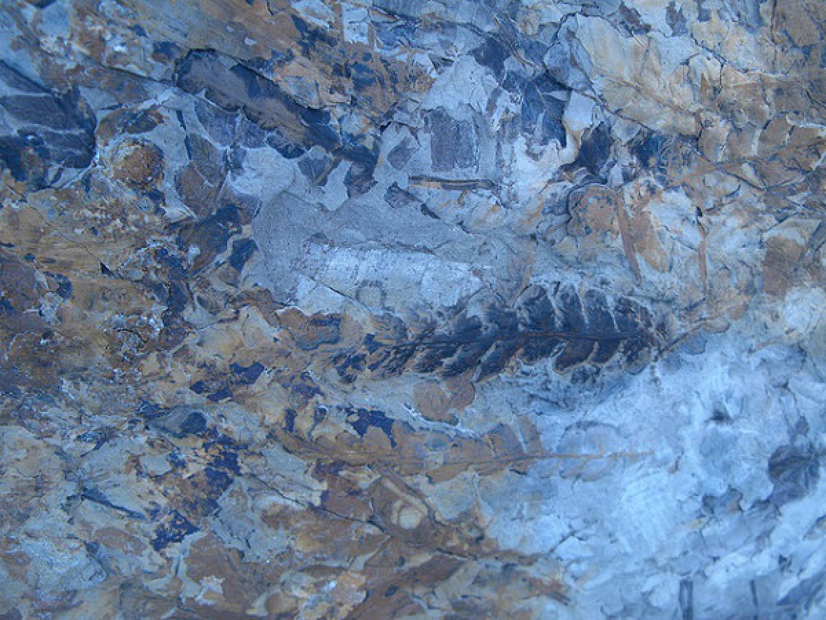 Những hóa thạch được gắn vào mặt đất, kết cấu đá hay dưới các vách đá lớn