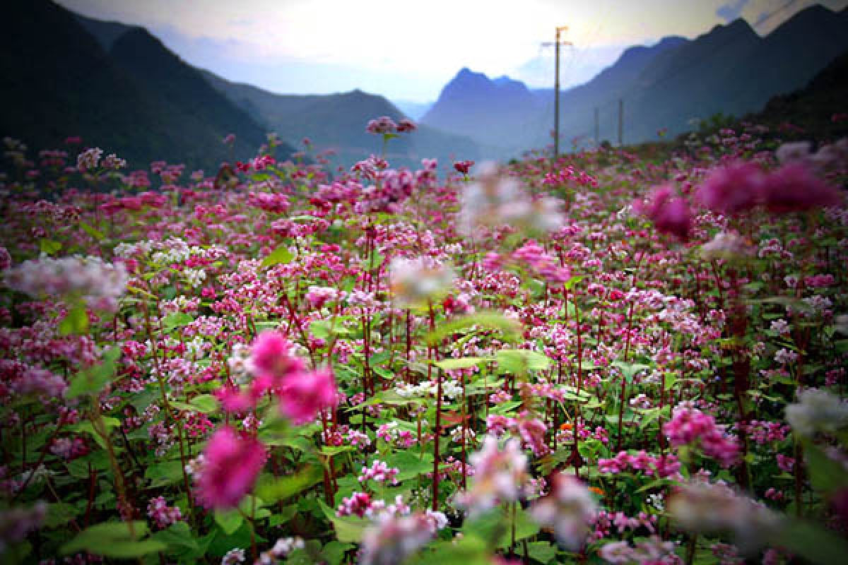 Sắc hoa Tam giác mạch nở rộ vùng đất cao nguyên đá - loài hoa mang thương hiệu của Hà Giang