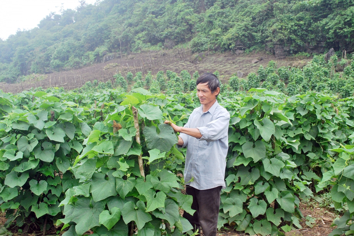 Cựu chiến binh Phạm Hữu Nghiệp tại xã Bản Thi với mô hình trồng cây su su