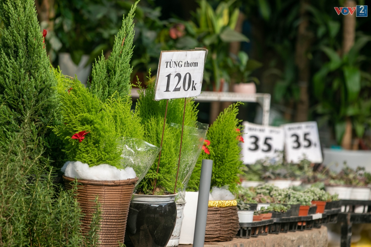 Giá cả các cây thông, cây tùng mini tại chợ hoa trên phố Hoàng Hoa Thám cũng “mềm” hơn tại các shop.