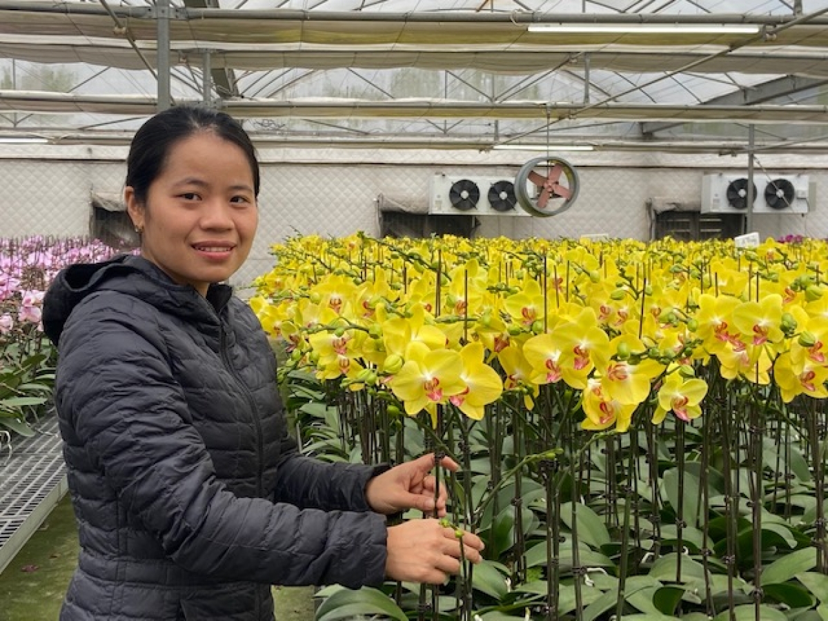 Chị Nguyễn Thị Hồng Nhung, Trung tâm Nghiên cứu và phát triển hoa cây cảnh