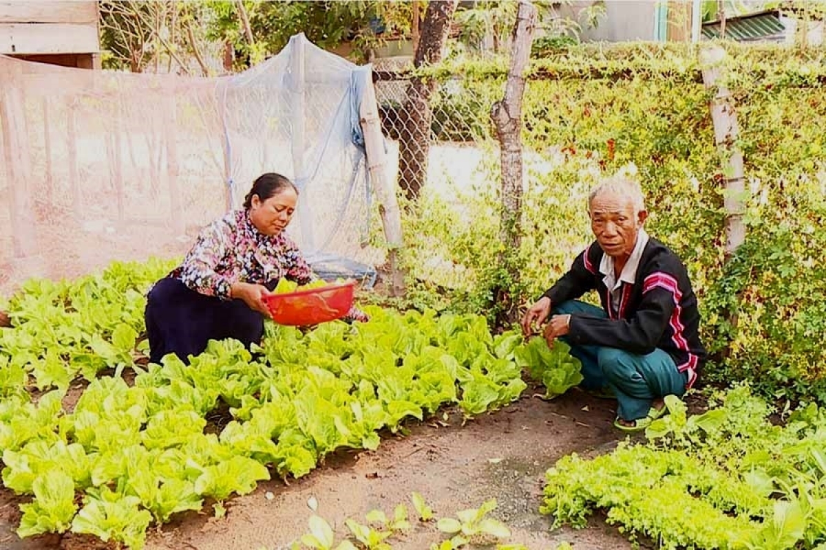 Già làng Rơ Com Pôk phát triển kinh tế gia đình làm gương cho dân làng