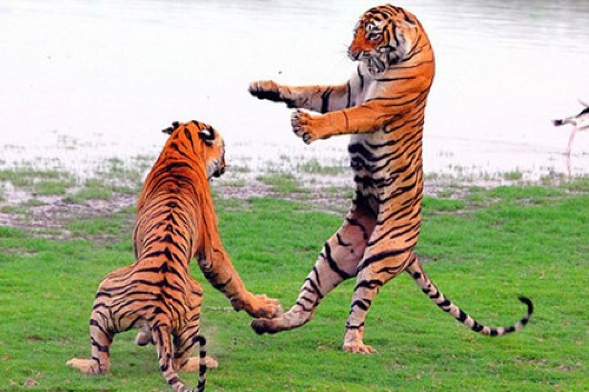 Quyền 3 chân hổ là sự đúc kết và ứng dụng những thế của loài hổ đã được sử dụng trong săn mồi