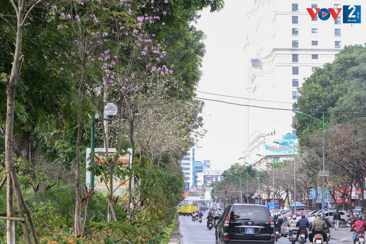 Màu tím phơn phớt dịu dàng càng khiến những con đường của Thủ đô trở nên thơ mộng hơn.