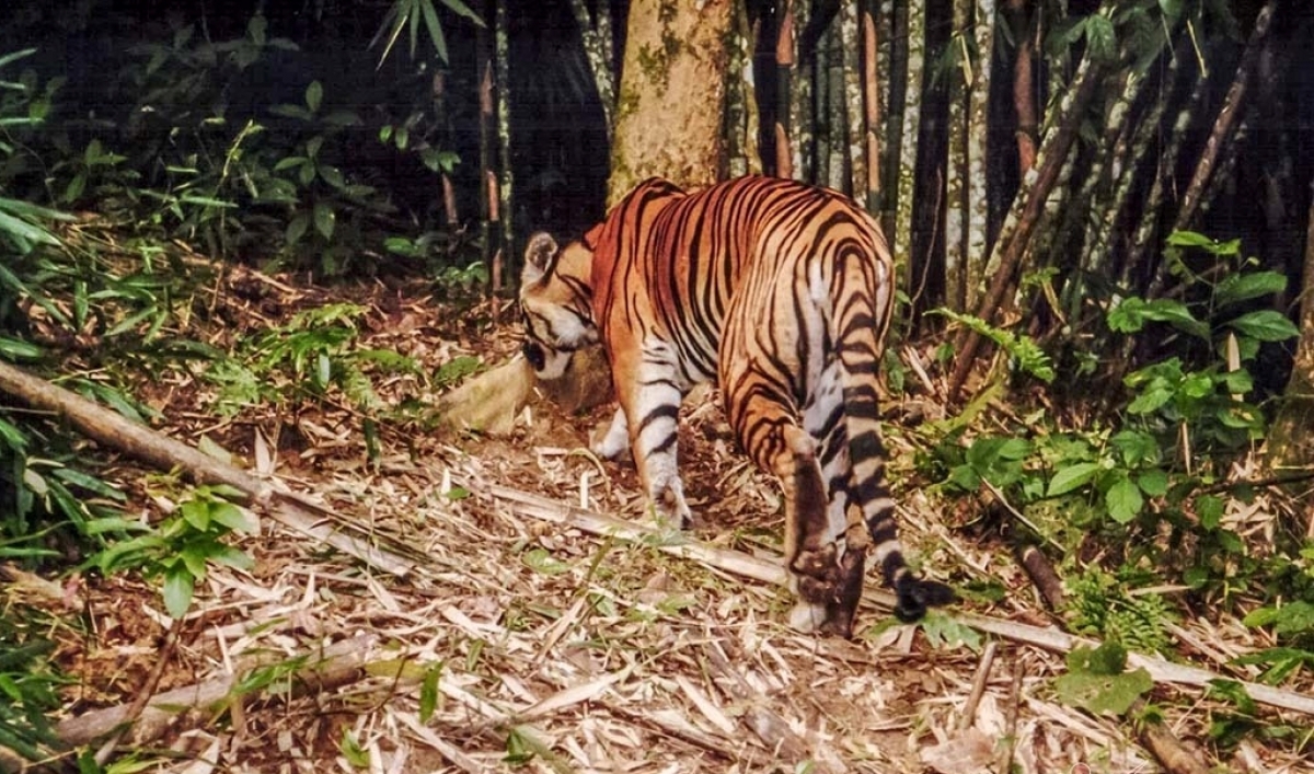 Bức ảnh được xem là ghi lại hình ảnh cuối cùng của một con hổ trong rừng của nước ta là năm 2009 tại vườn QG Pù Mát, tính đến nay thì chúng ta không tìm ra dấu vết của Hổ trong tự nhiên nữa. 