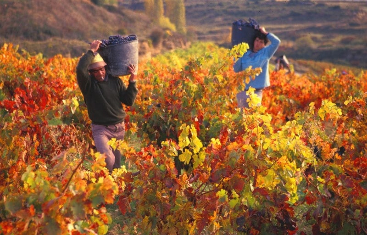 Mendoza là 1 trong 4 vùng trồng nho và sản xuất rượu vang lớn nhất thế giới