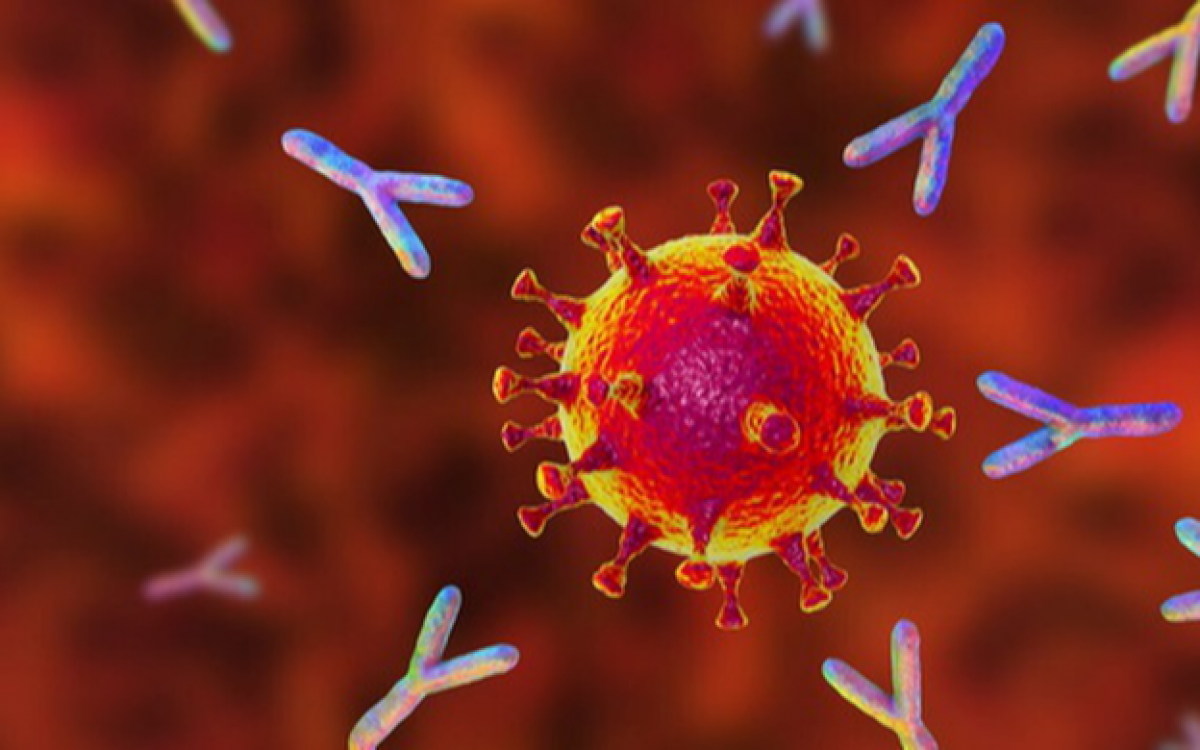 Kháng thể đơn dòng bắt chước hệ miễn dịch để chống lại các mầm bệnh có hại như virus.