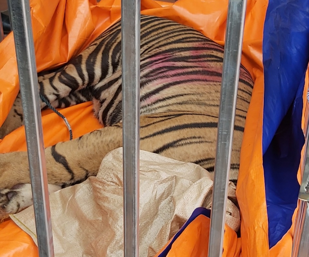 Hổ bị nuôi nhốt trái phép tại nhà đối tượng Nguyễn Văn Hiền (Ảnh Phòng Cảnh sát kinh tế CA Tỉnh Nghệ An) 