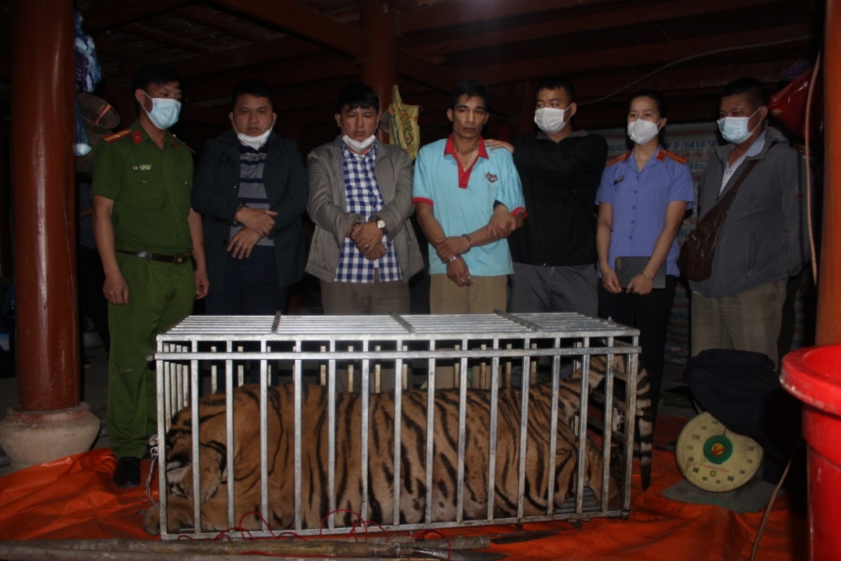 Cá thể hổ nặng 220kg đã bị chết và được để trong lồng sắt