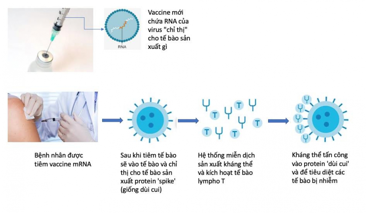 Cơ chế vận hành của vaccine mRNA
