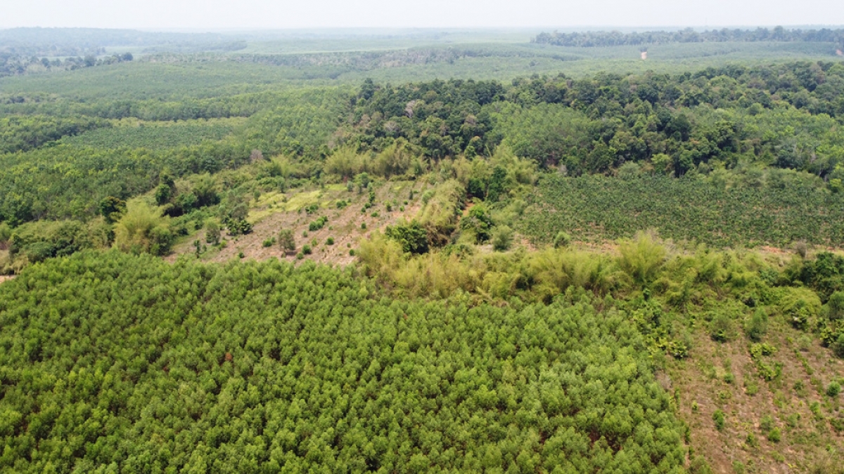 Rừng Khu bảo tồn thiên nhiên văn hóa Đồng Nai nơi có quy hoạch quốc lộ 13C