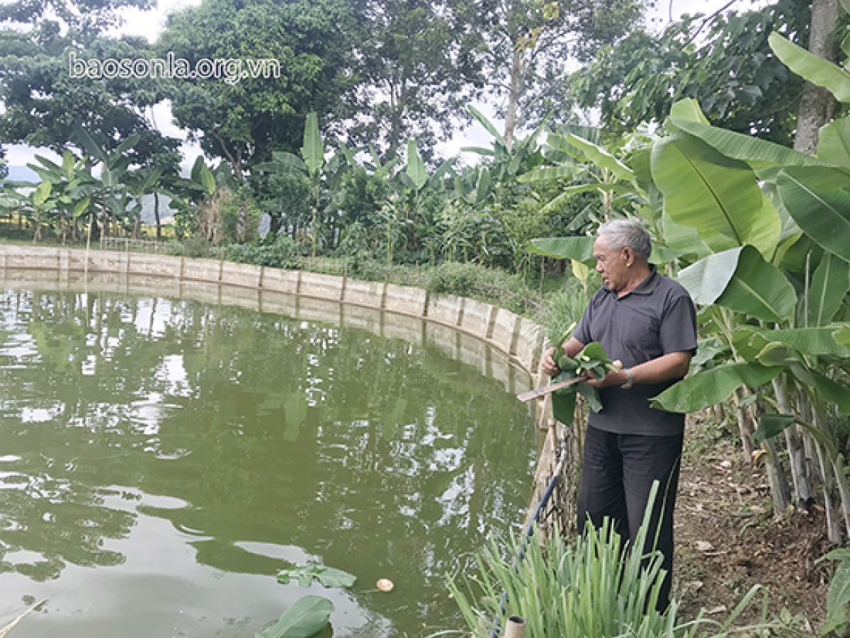 Ngoài trồng cây, CCB Lò Văn Sinh còn nuôi cá đem lại hiệu quả kinh tế cao