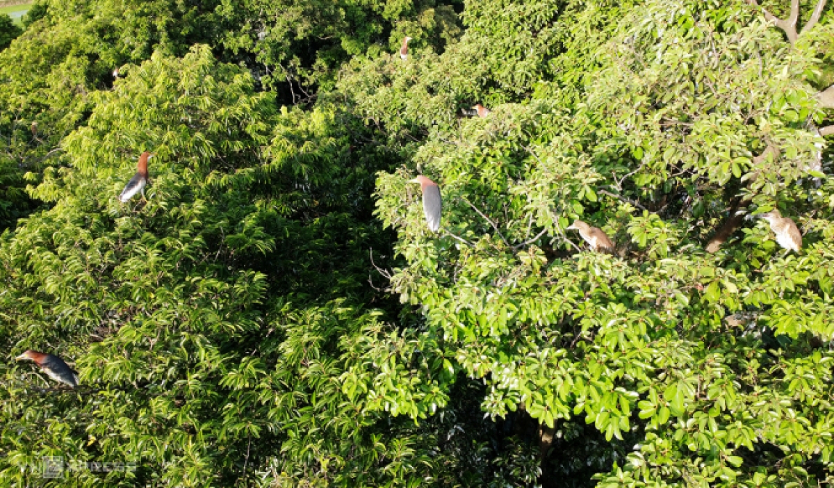 Nhiều chim cói đậu trên các cành cây bài lài trồng trong vườn của bà Trí