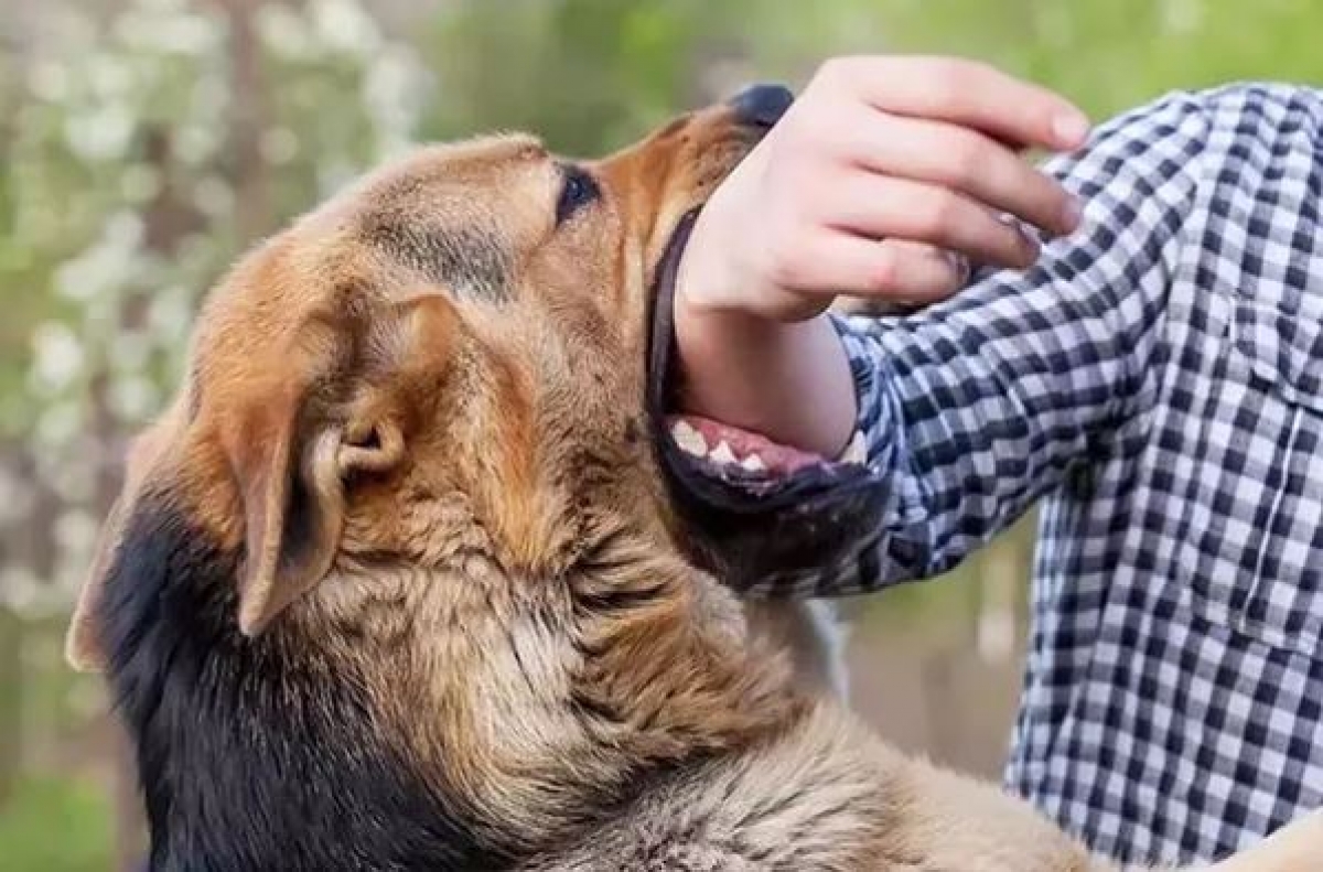 Cần sơ cứu đúng cách, theo dõi và chủng ngừa dại sau khi bị chó dại cắn