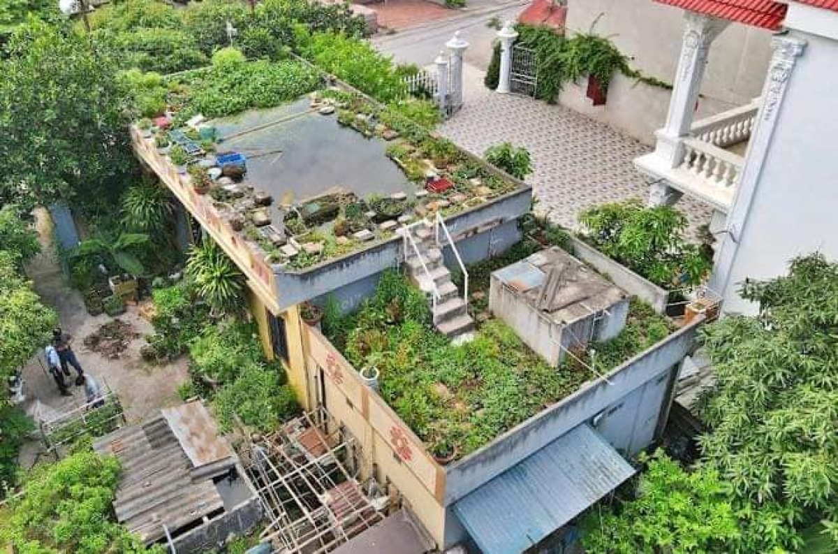 Toàn bộ sân thượng của căn nhà chính rộng chừng 60m2 được ông Tuấn biến thành ao, phần mái của công trình phụ được cải tạo thành vườn rau