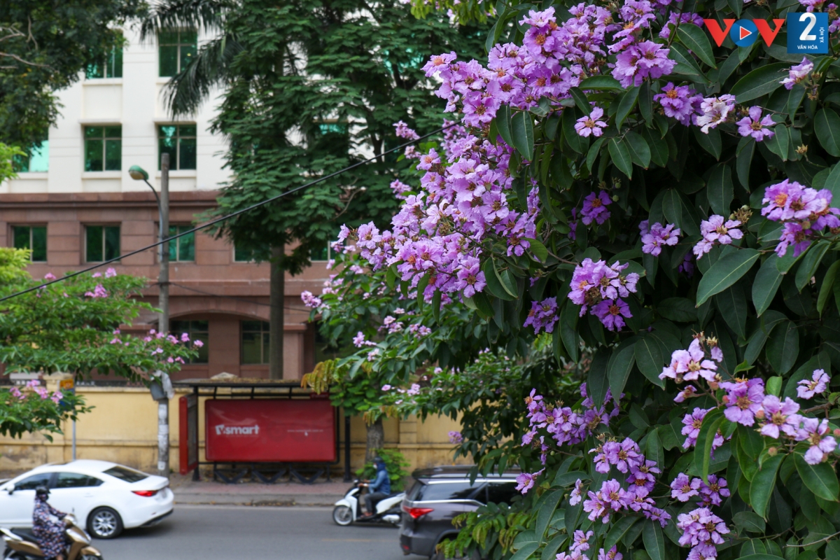 Cây hoa bằng lăng được trồng trên nhiều con phố, nhiều nhất là dọc các tuyến phố Kim Mã, Đào Tấn, Trần Thái Tông, Trần Nhật Duật...