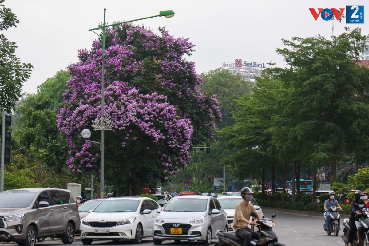 Ở Hà Nội, cứ độ tháng Năm về, sắc tím hoa bằng lăng bung nở là dấu hiệu của mùa hè đang tới.