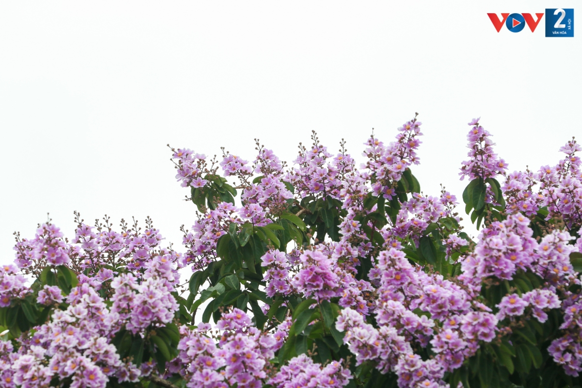 Bằng lăng cũng là loại hoa chóng tàn. Hoa bắt đầu nở rộ với màu tím ngắt, rực rỡ nhất, sau đó nhạt dần rồi rơi rụng.