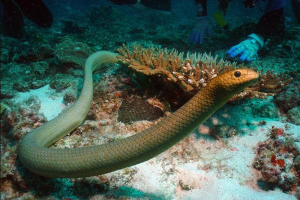 Rắn biển có thể xuất hiện ở các rạn san hô