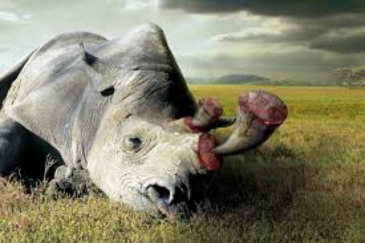 Tê giác trước nguy cơ tuyệt chủng
