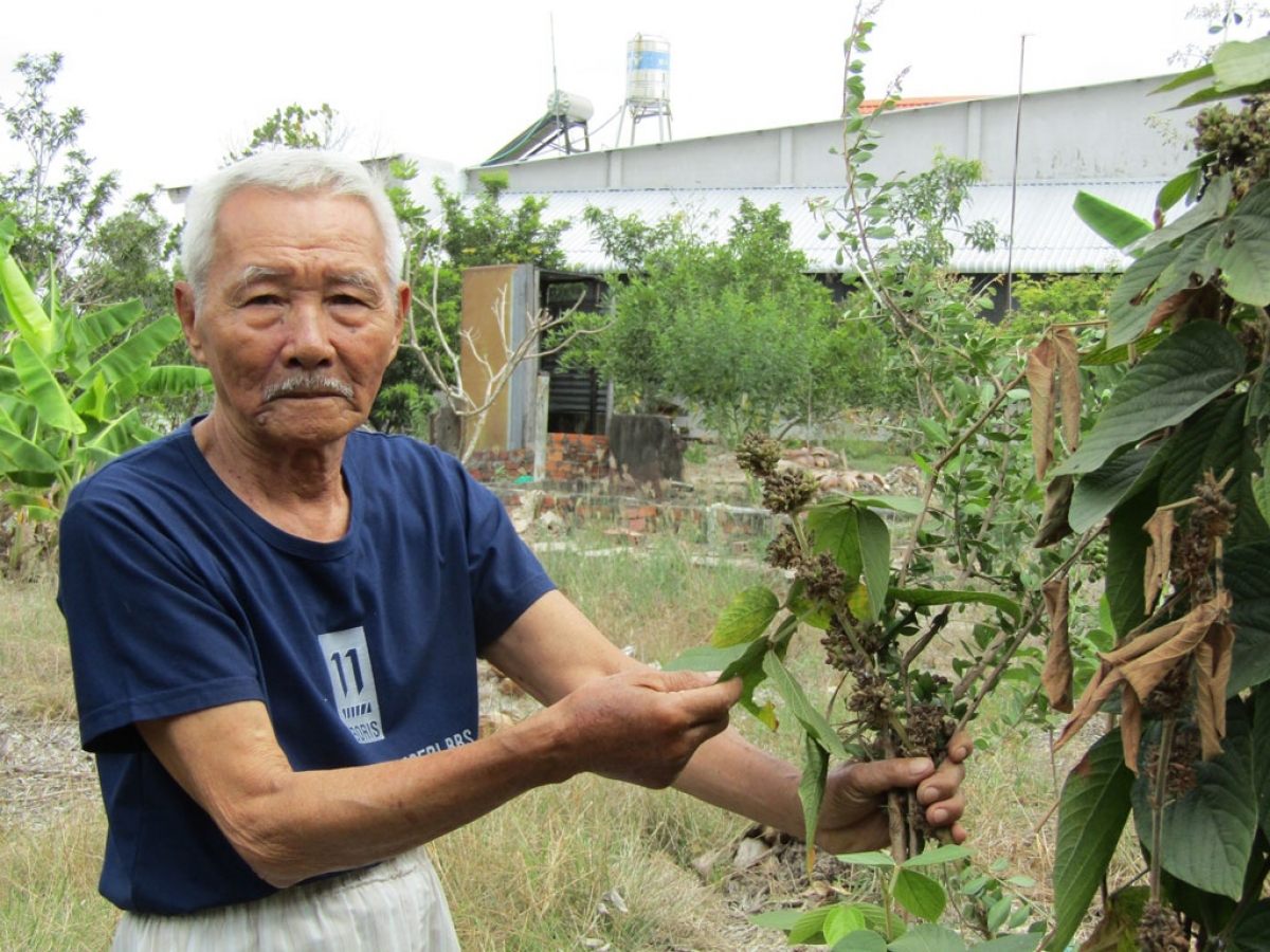 Ở tuổi 84, cụ Huỳnh Văn Hoa vẫn miệt mài tìm thuốc giúp người nghèo