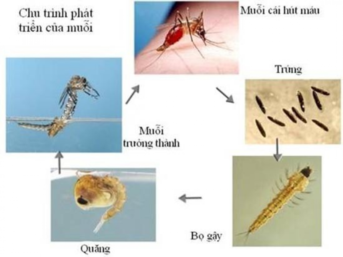 Chu trình phát triển của muỗi truyền bệnh sốt xuất huyết