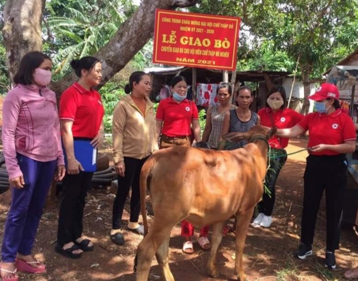 Hội viên chữ thập đỏ huyện Ea Kar, tỉnh Đắk Lắk trao bê con cho hộ nghèo tại xã Ea Đar (Ảnh KT)