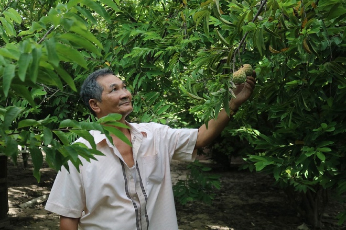 Vườn cây ăn quả của gia đình Thương binh Trần Ngọc Hòa.