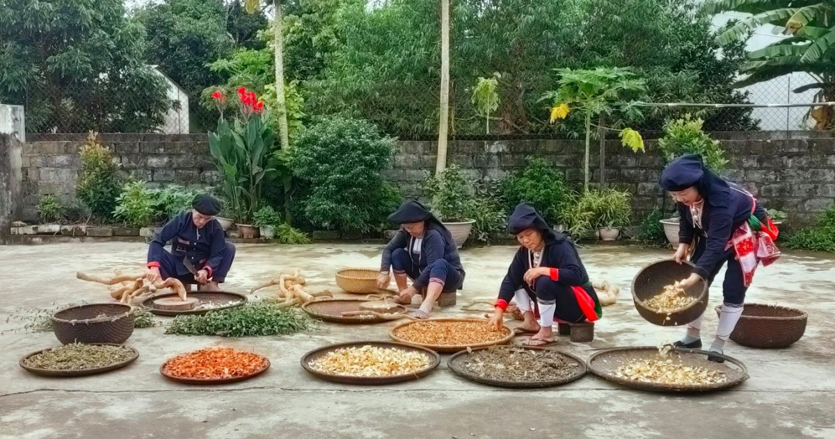 Người Dao xã Quân Chu, huyện Đại Từ, tỉnh Thái Nguyên
 với nghề làm thuốc nam