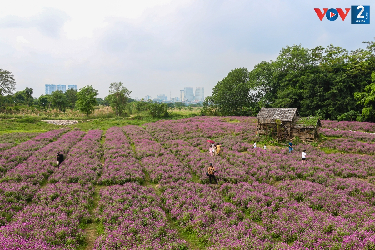 Cứ đến tháng 11, 12, khu bãi đất trống bên sông Hồng đoạn qua phố Thạch Cầu (Long Biên, Hà Nội) lại nở rộ những bông hoa cúc bách nhật màu tím hồng.