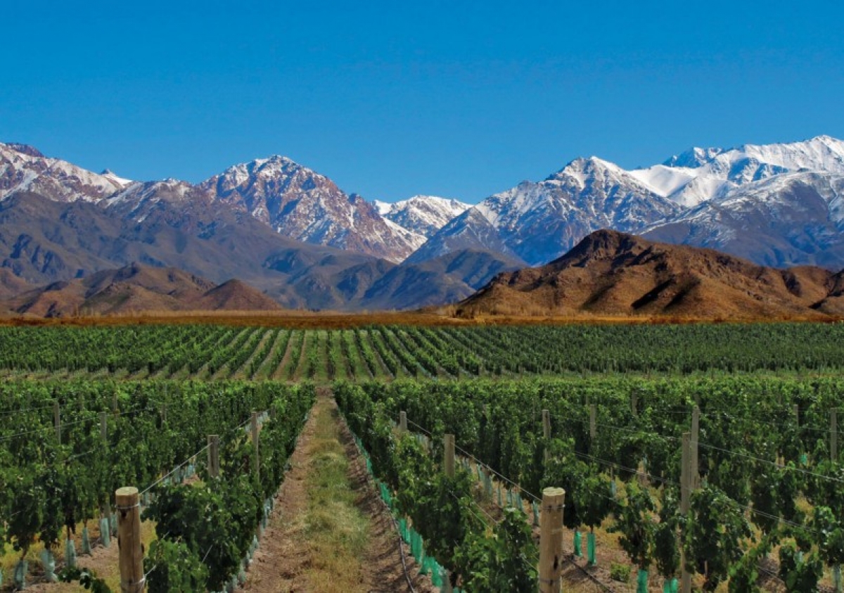 Thành phố Mendoza được coi là cái nôi của ngành sản xuất rượu vang ở Argentina.