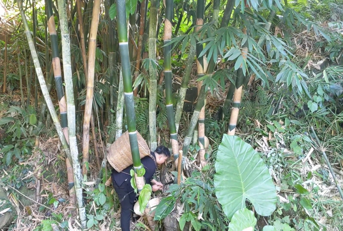 Măng rừng Văn Bàn vốn là nguồn sống của gia đình Lý An Thuyên