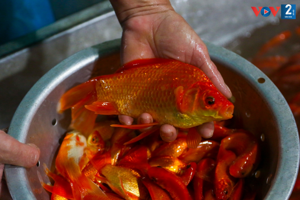 Phiên chợ sớm ngày ông Công ông Táo thường đặc biệt hơn với hàng triệu con cá chép với màu sắc đỏ, vàng rực rỡ